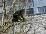 Stuttgart Wilhelma - Affe