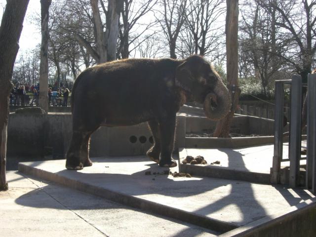 Wilhelma Stuttgart - Elefant