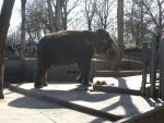 Wilhelma Stuttgart - Elefant