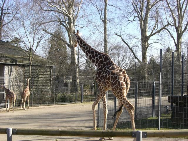 Wilhelma Stuttgart - Giraffen