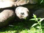 Riesenschildkröte im Krefelder Zoo