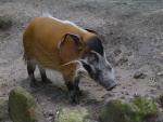 Pinselohrschwein im Krefelder Zoo