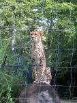 Gepard im Krefelder Zoo
