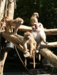 die süßen Paviane im Krefelder Zoo