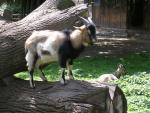 kleine Ziege im Krefelder Zoo