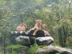 Löwinnen im Zoo Duisburg