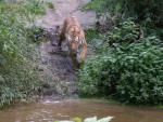 Tiger im Duisburger Zoo