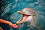 Delphin