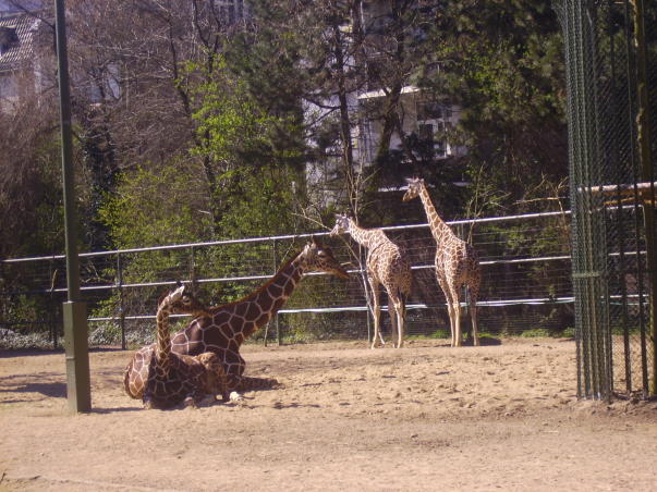 Giraffen im Kölner Zoo