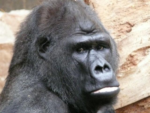 Gorilla