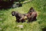 Gorillas Zoo Duisburg Gorillas Zoo Duisburg