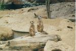 Erdmännchen Zoo duisburg Erdmännchen Zoo duisburg