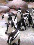Stuttgart Wilheilma - Pinguine