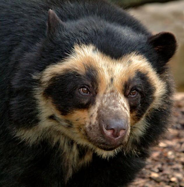 Brillenbär
