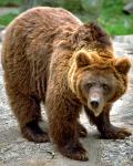 Bär