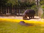 Flusspferd im Kölner Zoo