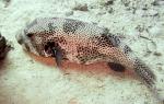 Igelfisch