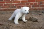 Eisbär Knut im Zoo Berlin Eisbär Knut im Zoo Berlin