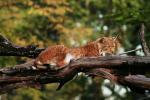 Luchs
