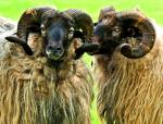 Mufflons