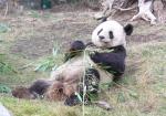 Aussterben Panda