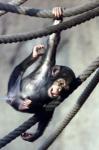 zoo leipzig Schimpanse kletternd.jpg